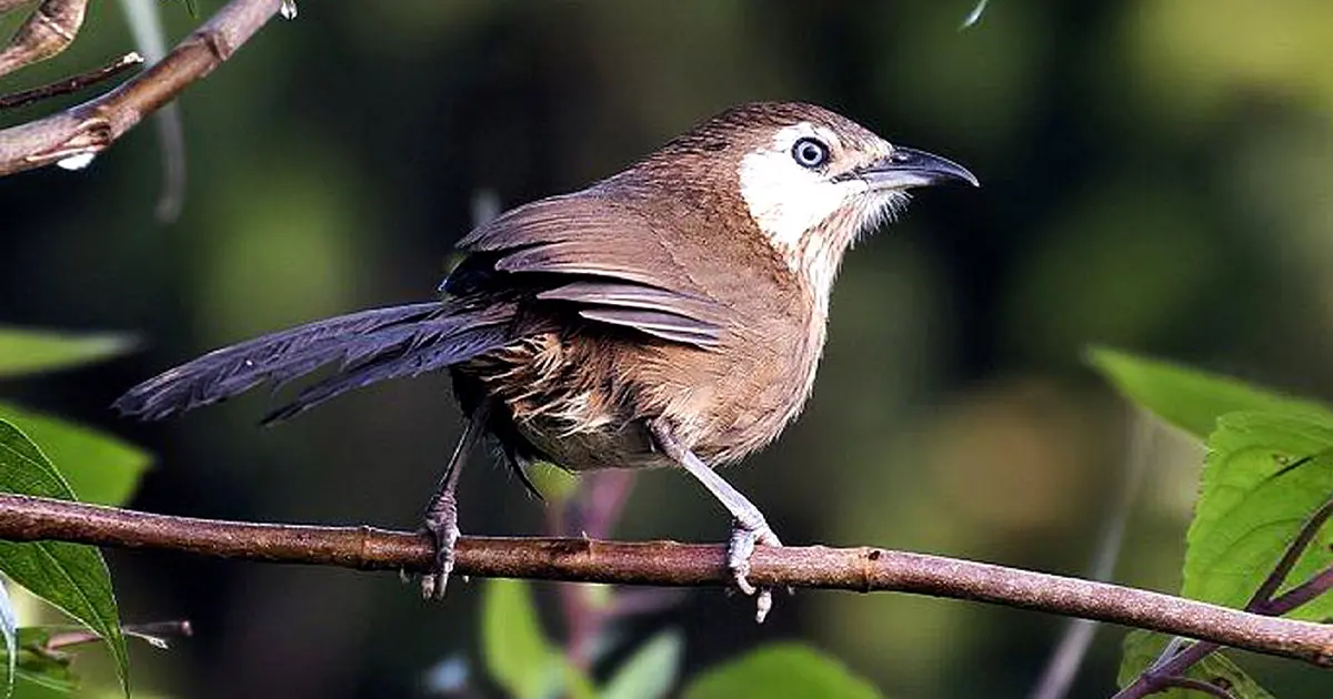spiny babbler in Nepal