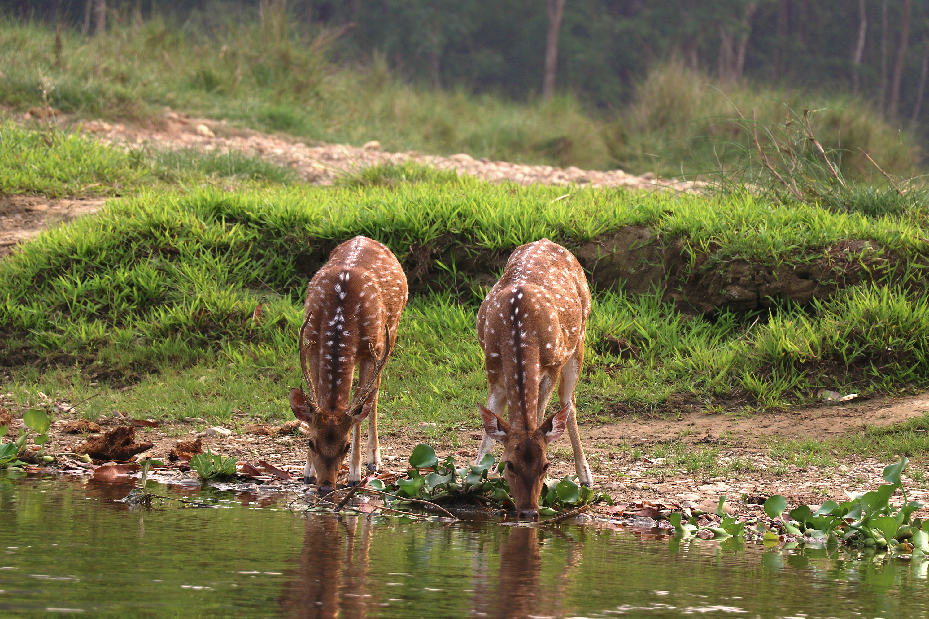 Chitwan