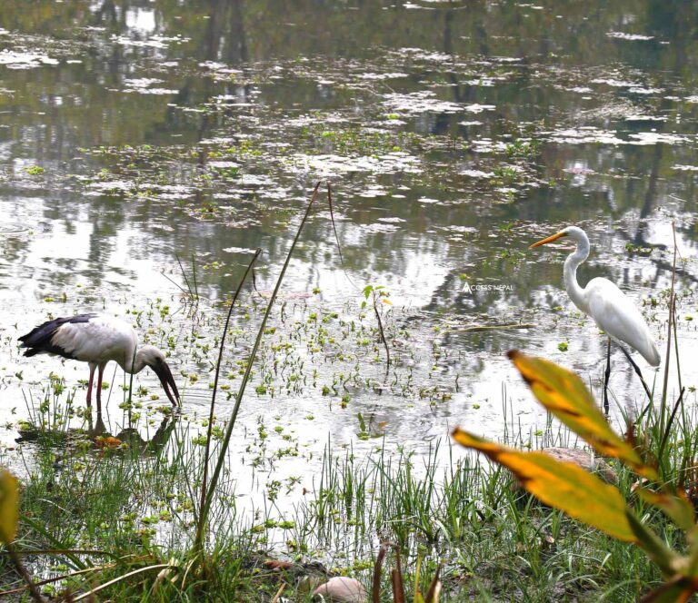 birds