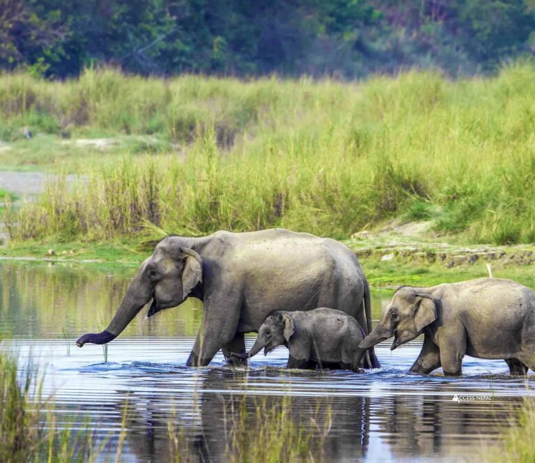Bardia National Park Wildlife Safari