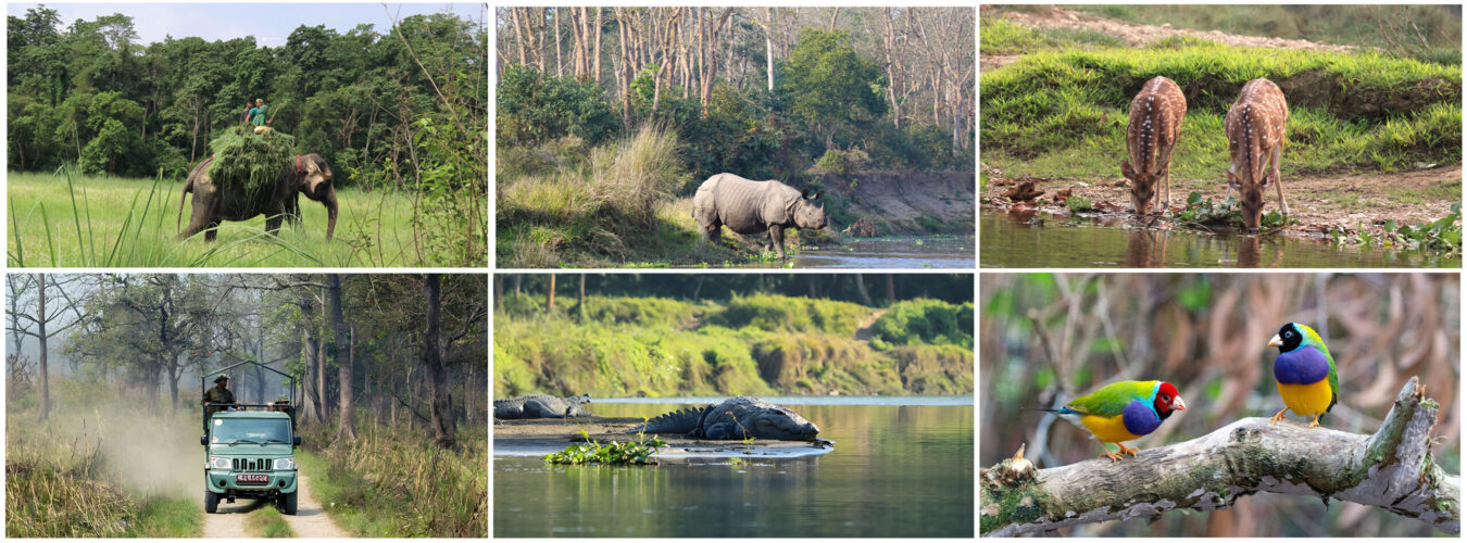 Wildlife Safari