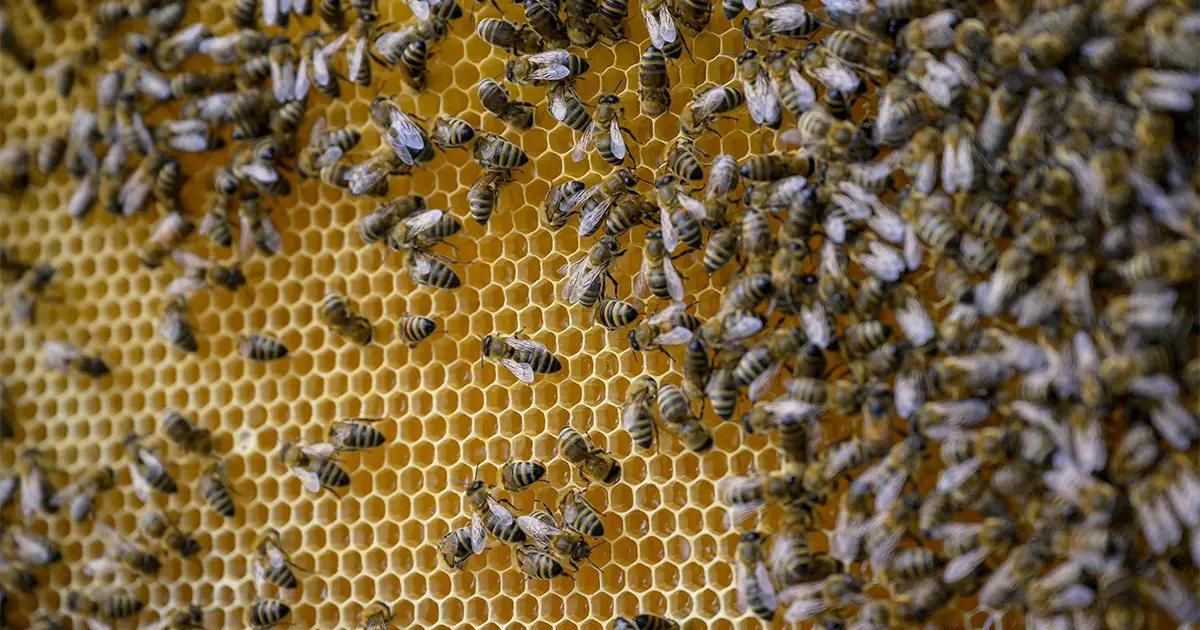Apis dorsata laboriosa