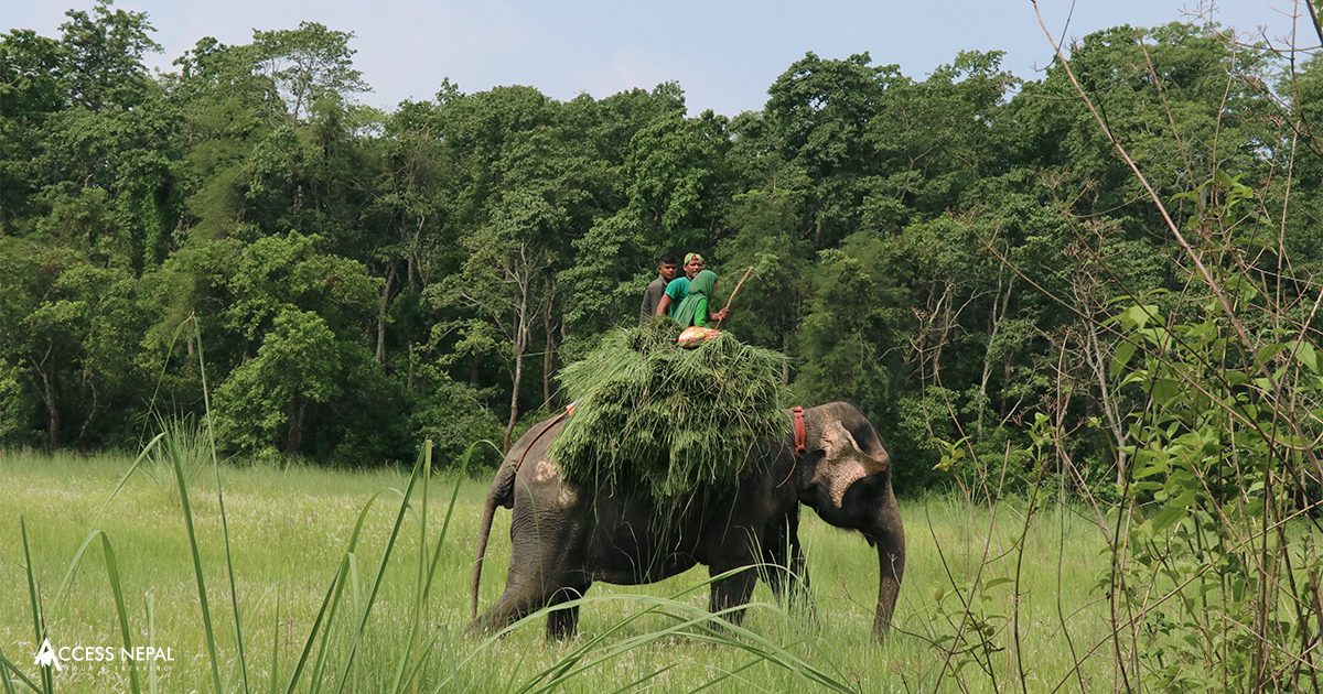 Chitwan