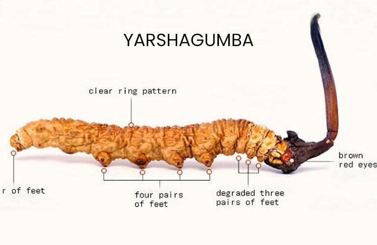 Yarsagumba