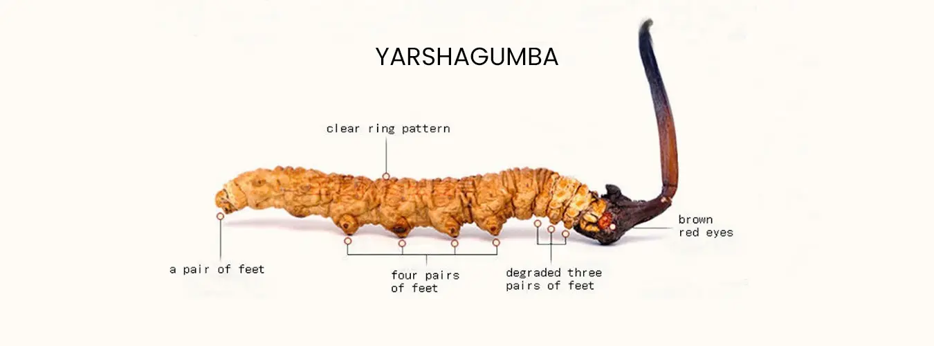 Yarsagumba