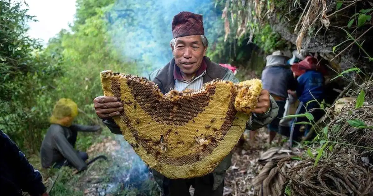 Mad Honey Bee Hive