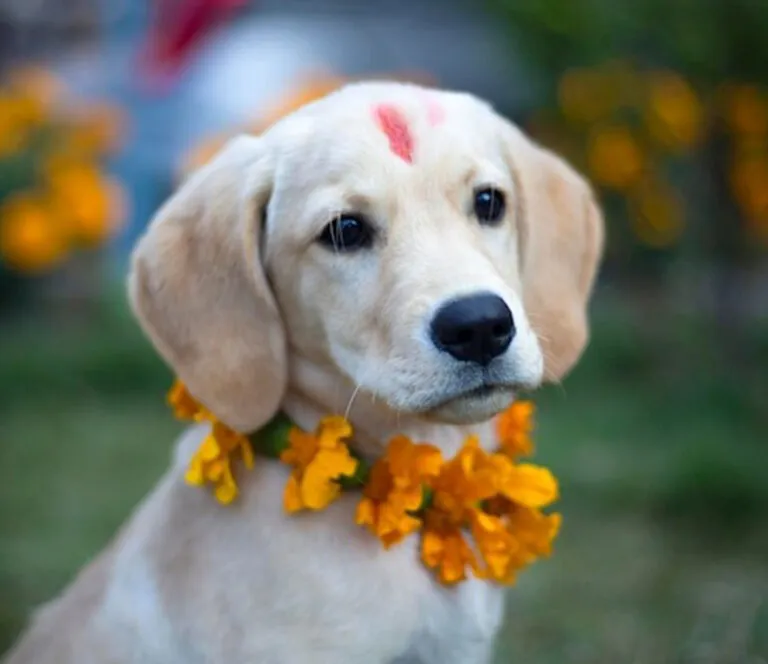 Dog Festival Celebration 2025