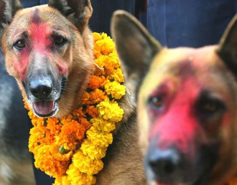 Dog Festival Celebration 2025