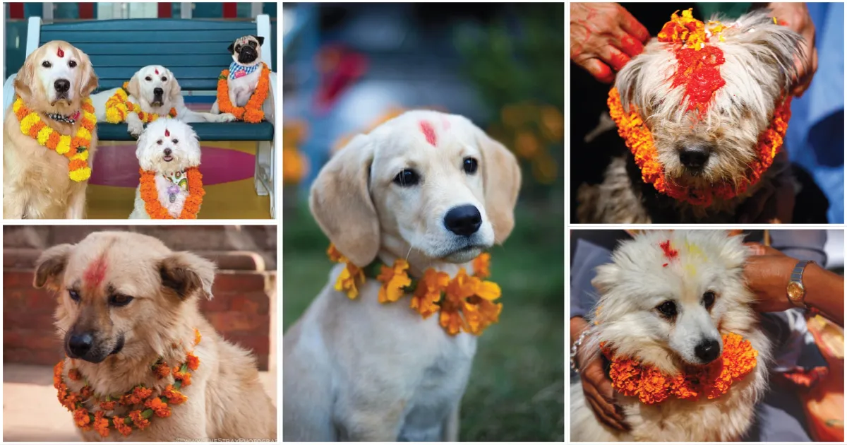 kukur tihar