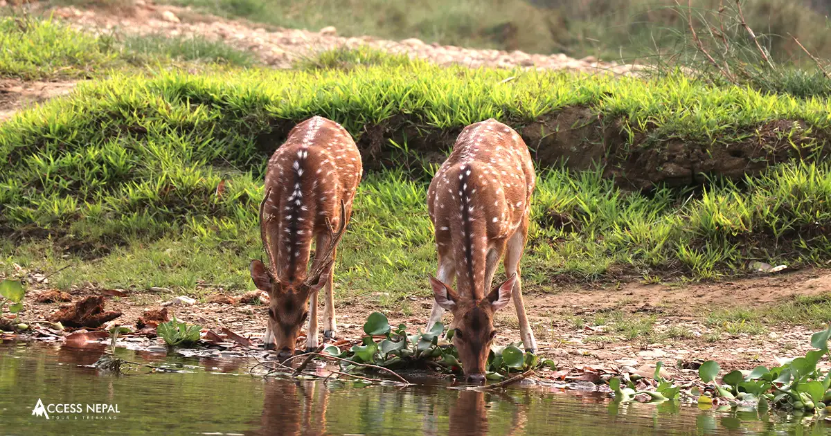 Chitwan National Park