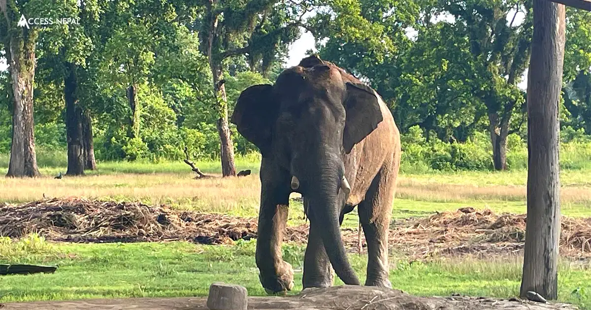 Summer Vacation Spots Chitwan