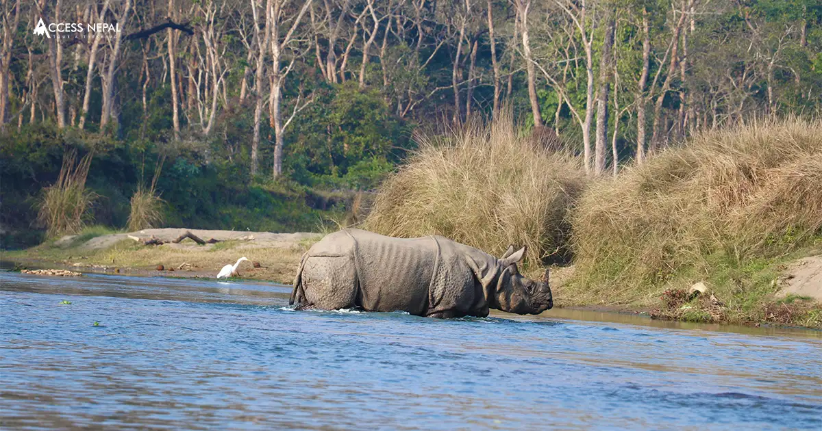 one-horned rhinocerose