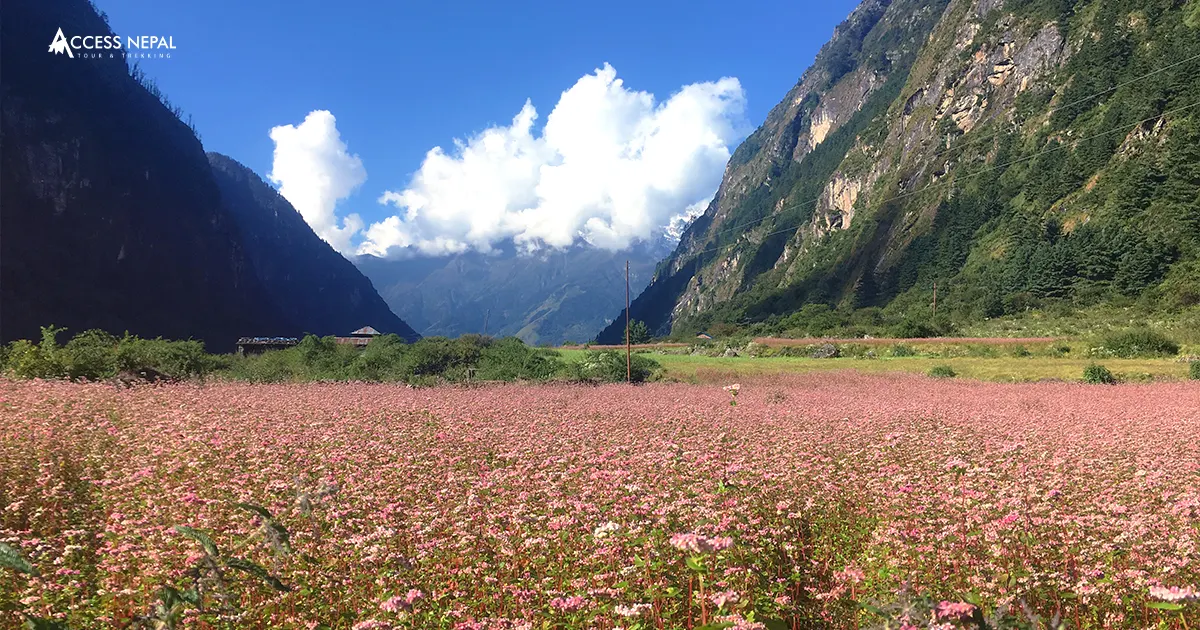 Rich Flora and fauna in Larke pass