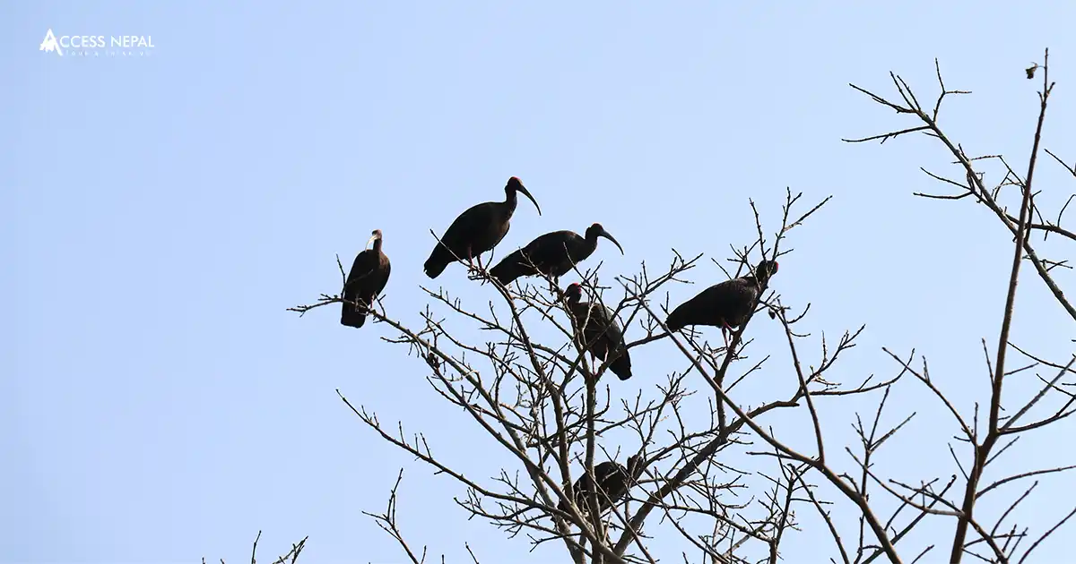 bird watching in Chitwan National Park