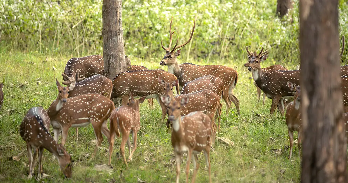 Chitwan National Park