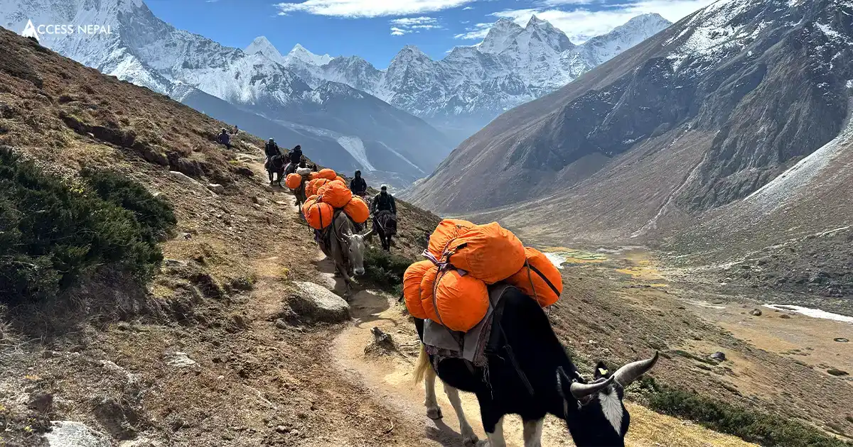 Mules & Yaks