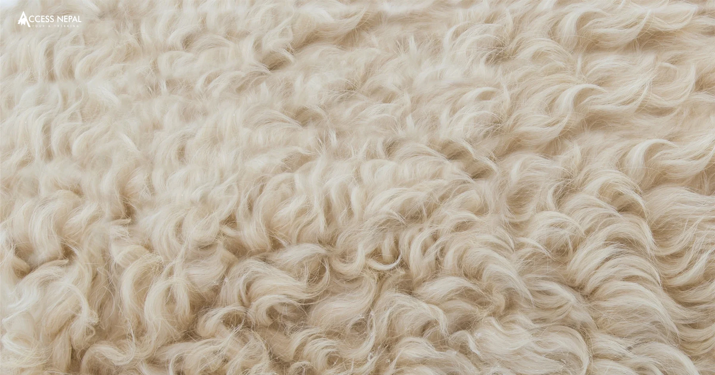 Merino Wool: Nature's Second Technical Fabric